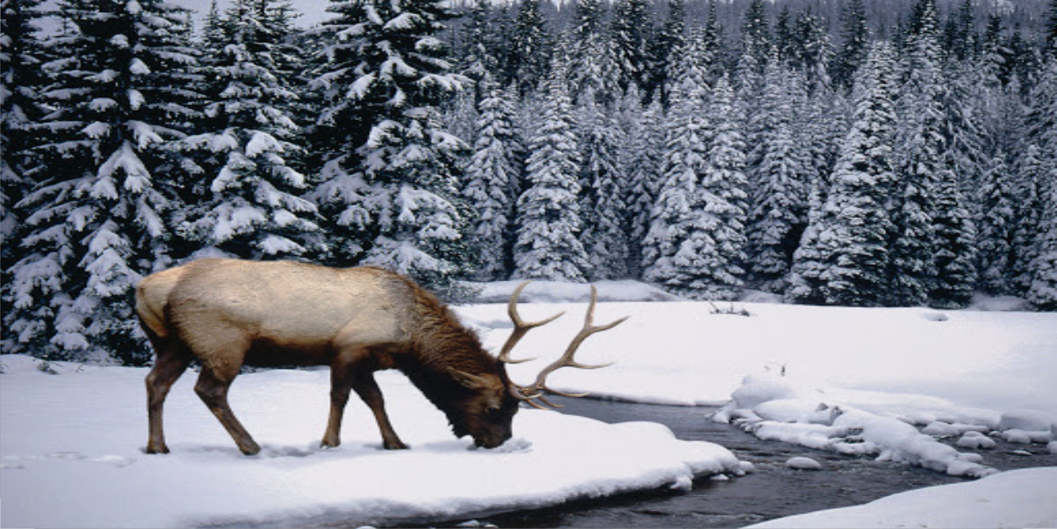 Elk In The Snow Photo LICENSE PLATE Free Personalization on this PLATE