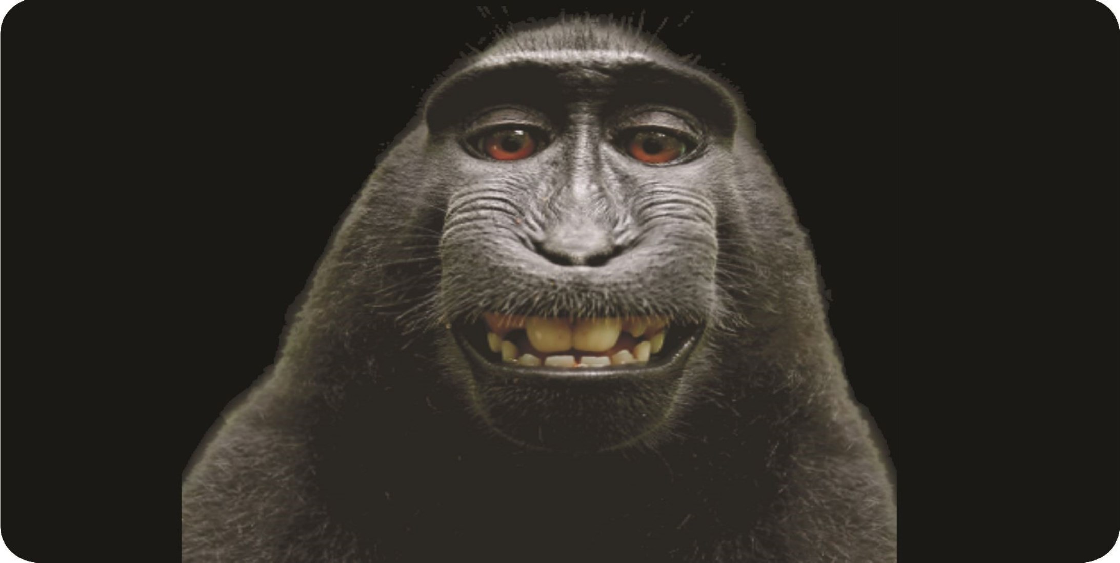 Baboon Selfie Photo LICENSE PLATE