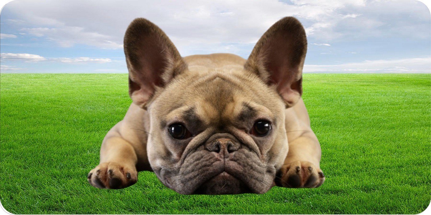 French Bulldog In Grass Photo LICENSE PLATE