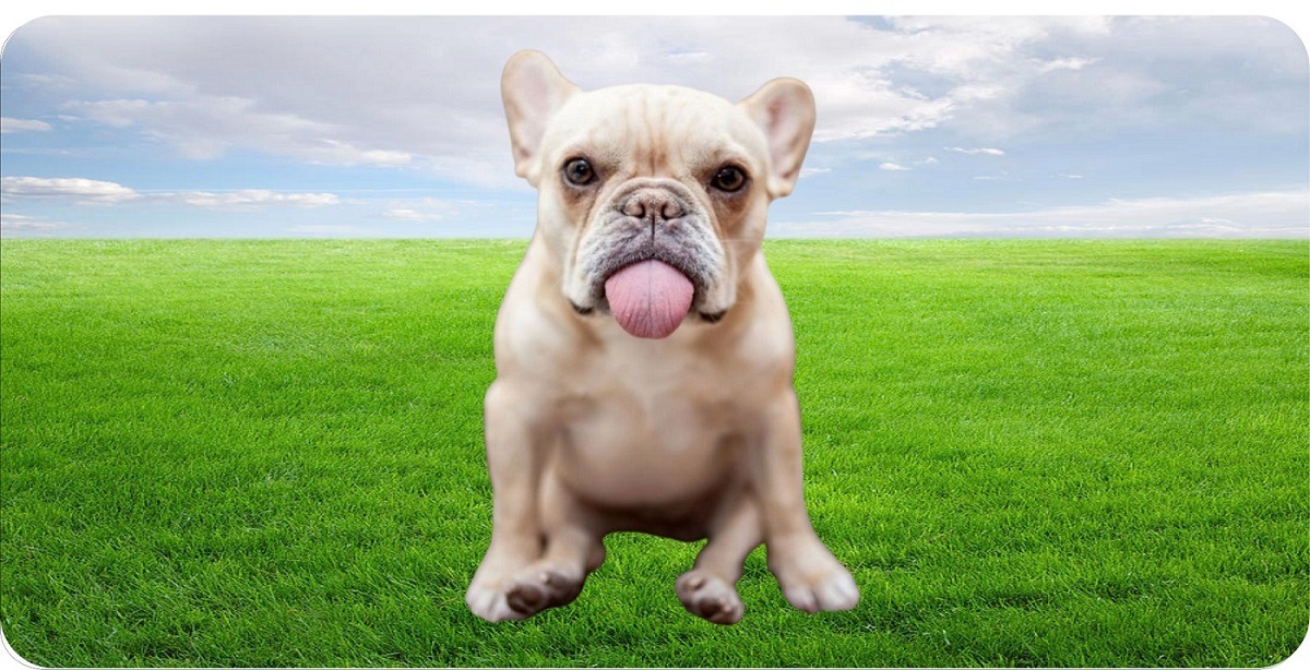 French Bulldog With Tongue Out Photo LICENSE PLATE
