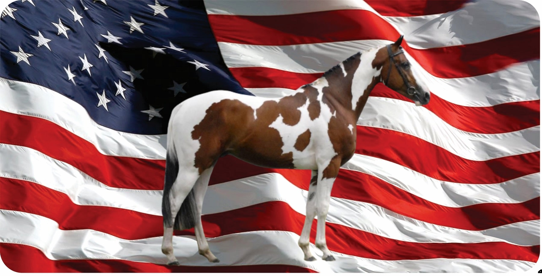 PAINT Horse On U.S. Flag Photo License Plate
