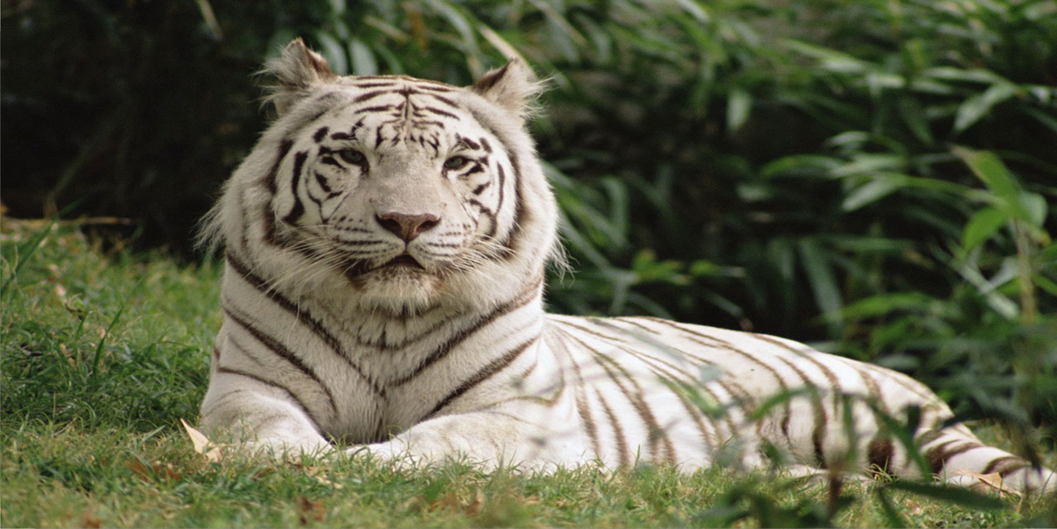 White Tiger In Grass Photo License Plate