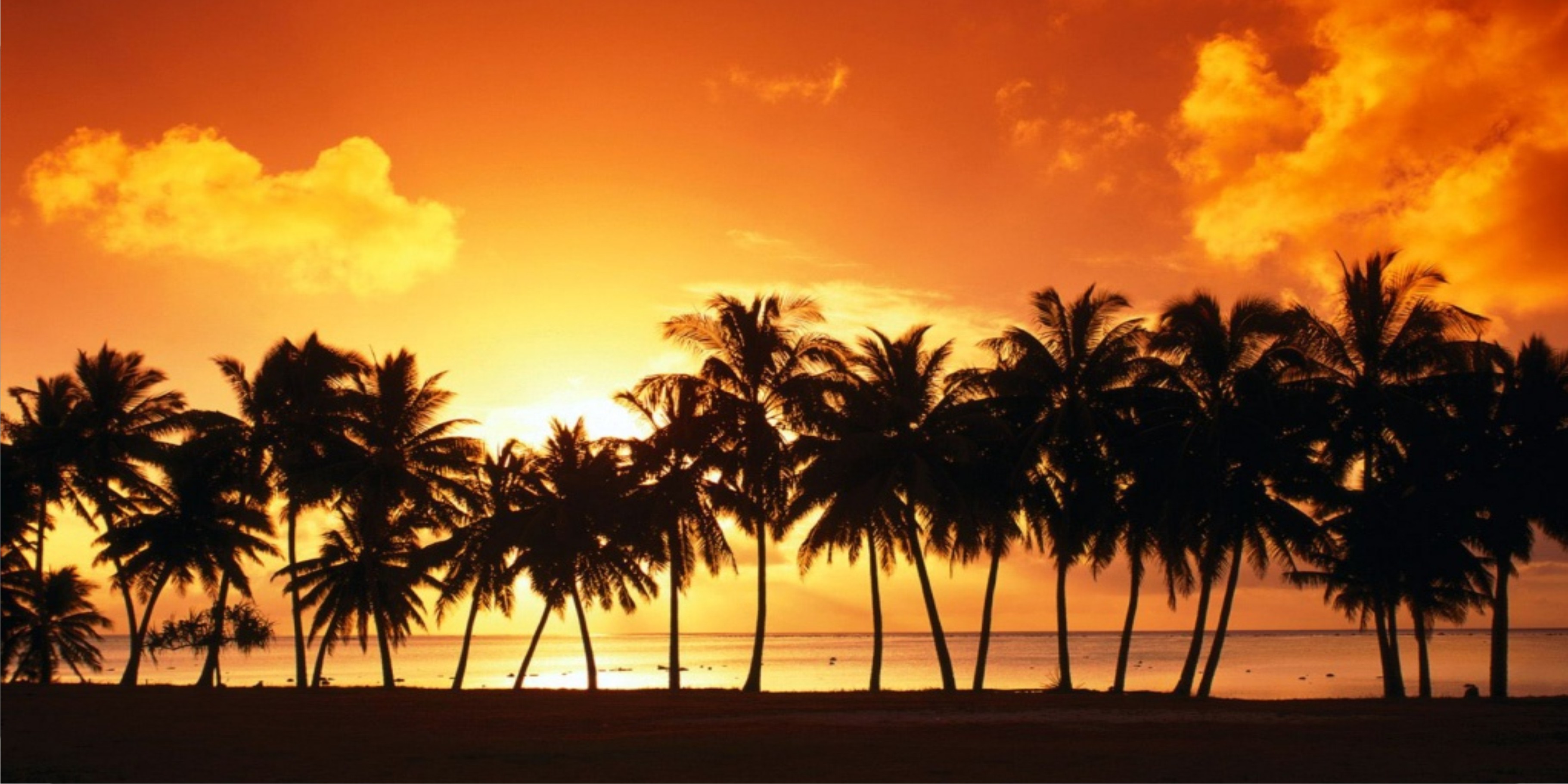 Orange Sunset Palm Tree Beach Scene Plate