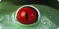 Red Frog Eye Photo License Plate