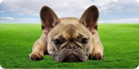 French Bulldog In Grass Photo License Plate
