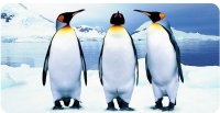 Three Penguins Photo License Plate