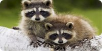 Raccoons On Branch Photo License Plate