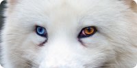 Wolf With Heterochromia Eyes Photo License Plate