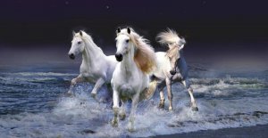 White Stallions Thrashing Water Photo License Plate