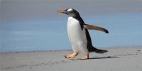 Penguin On Beach Photo License Plate