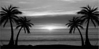 Grey Palm Tree Sunset Photo License Plate