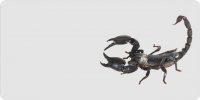 Scorpion Offset On White Photo License Plate