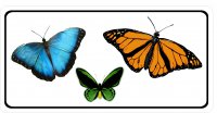 Butterflies Photo License Plate