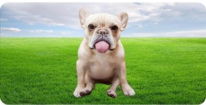 French Bulldog With Tongue Out Photo License Plate