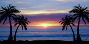 Blue Palm Tree Sunset Photo License Plate
