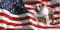Bulldog On U.S. Flag Photo License Plate