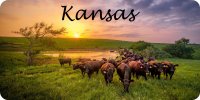 Kansas Cattle Grazing Scene Photo License Plate
