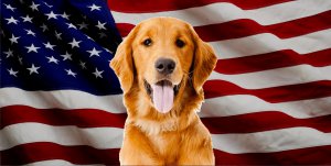 Golden Retriever Dog On United States Flag Photo License Plate