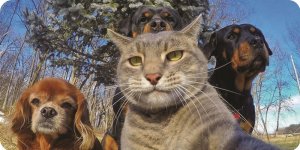 Cat And Dog Selfie Photo License Plate