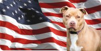 Pitbull On U.S. Flag Photo License Plate