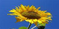 Sunflower Photo License Plate