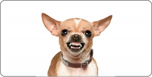 Angry Chihuahua Photo License Plate