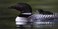 Loon With Chick Photo License Plate