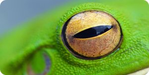 Frog Eye Photo License Plate