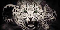 White Leopard Photo License Plate