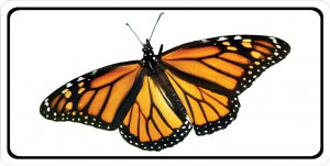 Monarch Butterfly Full Photo License Plate
