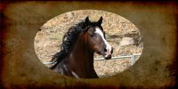Arabian Horse Photo License Plate