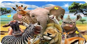 African Animals Selfie Photo License Plate