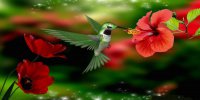 Hummingbird With Red Flowers Photo License Plate