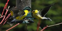 Goldfinch Birds #2 Photo License Plate