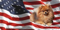 Pomeranian On U.S. Flag Photo License Plate