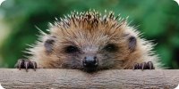 Hedgehog Photo License Plate