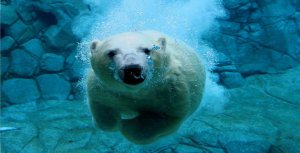Polar Bear In Water Photo License Plate
