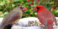Two Cardinals On Birdfeeder Photo License Plate