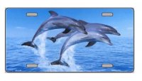 Dolphins Metal License Plate
