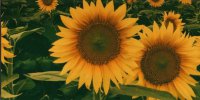 Sunflower Full Photo License Plate