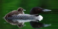 Loon Mother With Chick Photo License Plate