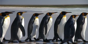Penguins Photo License Plate