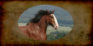 Clydesdale Horse Photo License Plate