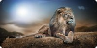 Lion Resting On Rock Photo License Plate