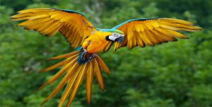 Macaw In Flight Photo License Plate