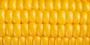 Yellow Corn On The Cob Photo License Plate