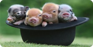 Baby Pigs In Hat Photo License Plate