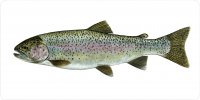 Rainbow Trout Mounted On White Photo License Plate
