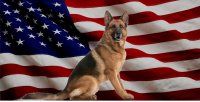 German Shepherd Dog On United States Flag Photo License Plate