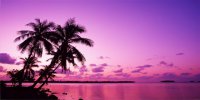 Purple Palm Tree Beach Scene Photo License Plate